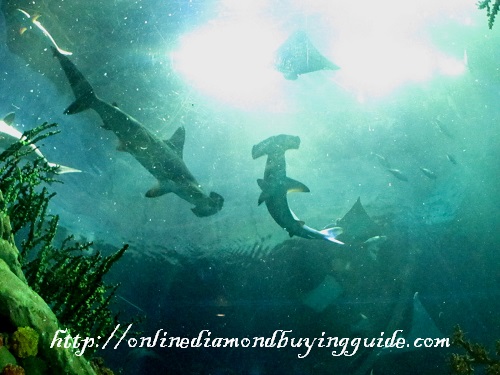 sharks in underwater tunnel